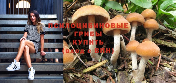 сатива Баксан